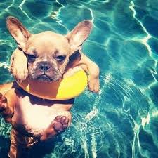 Are you trying to determine how much a puppy with breeding rights and papers would cost? Why French Bulldogs Can T Swim Frenchie World Frenchie World Shop