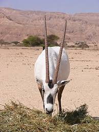 مها عربية ويكيبيديا