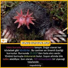 292 Begenme 0 Yorum Instagram Da Merakli Birisi Mapaydinbilgi0 Kaynak Https Evrimagaci Org Yildiz Burunlu Kostebek 841 B Fish Pet Pets Fish