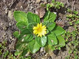 Image result for Haplocarpha