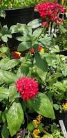Image result for Pentas herbacea