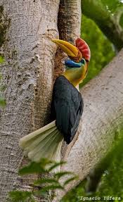 Big Black And White Bird With Yellow Beak Knobbed Hornbill Bird The Knobbed Hornbill Also Known As Sulawesi Wrinkled Hornbill Is A Large Black Hornbill With A Yello Birds Beautiful Birds Colorful Birds