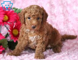 Did you scroll all this way to get facts about mini labradoodle? Labradoodle Toy Puppies For Sale Puppy Adoption Keystone Puppies