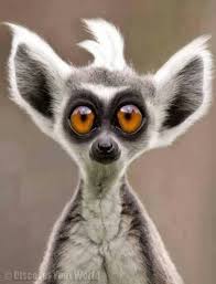 Wow What Is It Funny Animal Faces Cute Animals Funny Animals