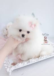 White Pomeranian 020 Puppy For Sale Teacup Puppies Pomeranian Puppy Teacup Puppies Puppies