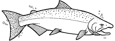 Chinook Salmon Coloring Page Salmon Drawing Coloring Pages Trout Art