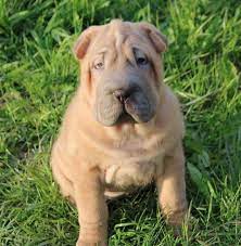 It translates to a bear. 120 Best Chinese Dog Names With Meanings Male And Female The Paws Chinese Dog Dog Names Dogs