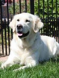 White golden retriever puppies pittsburgh. Golden Retriever White Golden Retriever Retriever Puppy Retriever