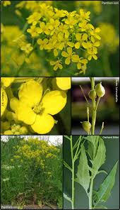 Image result for Rutidea orientalis