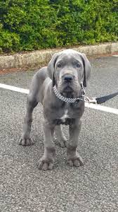 Blue Great Dane Puppy Don T Worry Buddy You Ll Grow Into Those Paws 2020 Yavru Kopek Cok Sirin Hayvanlar Sevimli Hayvan Yavrulari