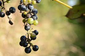 We've all been buying organic produce and other naturally sourced foods. Grapes Field Fruit Wild Wine Nature Farm Landscape Grape Outdoors Winery Pikist