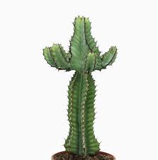 Image result for Euphorbia cooperi