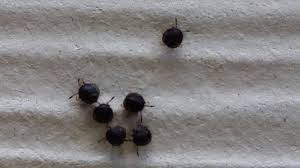 Varied carpet bugs are smaller than the black ones. Mystery Bugs In Houston Tx Youtube