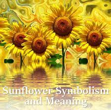 Sunflower Symbolism And Meaning Meaning Of Sunflower Sunflower Sunflower Flower