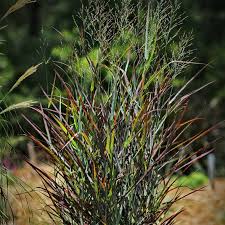 Image result for Panicum aequinerve