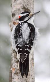 Black And White Spotted Bird Ontario Hairy Woodpecker Picoides Villosus Deep River Ontario Backyardbirds Backyard Birds Nature Birds