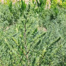 Image result for Kotschya