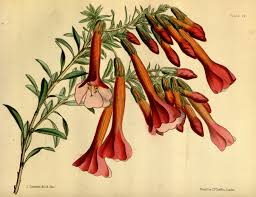 Image result for Cantua