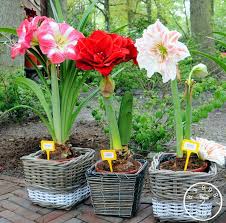 100 Pcs Pack Amaryllis Seeds Free Shipping Cheap Flower Seeds Barbados Lily Potted Seed Bonsai Flower 0rit Lirios Flores Plantas En Maceta