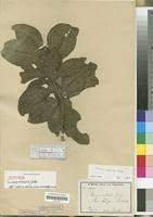 Image result for Turraea robusta