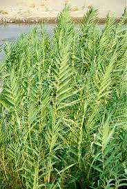 Image result for Arundo donax