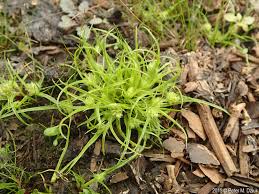 Image result for Cyperus squarrosus