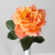 The Always Sunny Free Spirit Rose Parfum Flower Company Facebook