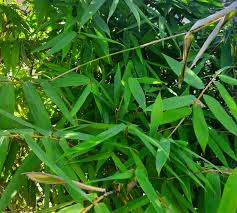 Image result for Pilea bambuseti