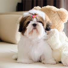 The difference between normal shih tzu puppies and their prapso brothers and sisters begins to show by six or seven weeks of age. 1 Shih Tzu Puppies For Sale In Orlando Fl Uptown