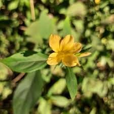 Image result for Barleria whytei
