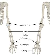 The arm is one of the body's most complex and frequently used structures. Human Appendicular Skeleton Biology For Majors Ii