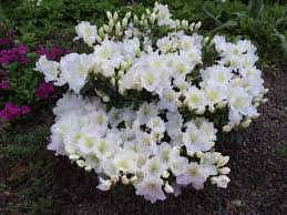 Rhododendron Maischnee Rhododendron Plants