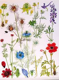 Mysunshinevintage Vintage Botanical Prints Flowers Vintage Botanical Prints Botanical Prints