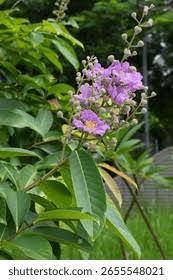 Image result for Buchnera speciosa