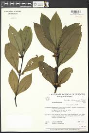 Image result for Anisotes