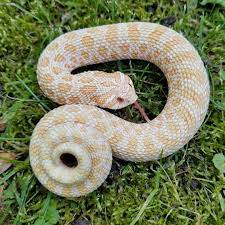 Click The Image To See More Albino Arctic Male Acting Tough Western Hognose Snakes Are Developed Bluffers From Aggre Cute Reptiles Hognose Snake Pet Snake