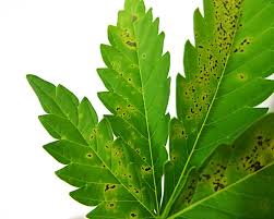 Closer to full sun but gets some shade. 12 Common Marijuana Leaf Problems And How To Fix Them