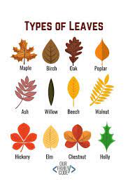 Chalk Pastel Leaf Rubbings Steam Activity Our Family Code Fall Crafts For Kids Autumn Activities Fall Preschool
