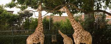 Houston Zoo Guide Exhibits Price Hours Things To Do Houston