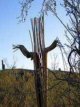 Some plants are able to grow very quickly e _. Saguaro Wikipedia