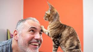 32 things to know about Devon rex cats