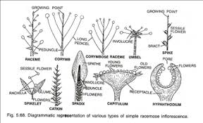 Maybe you would like to learn more about one of these? Types Of Inflorescence 5 Types With Diagram Plants