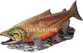 Chinook Salmon Salmo Trutta Fario Line Art And Full Color Illustrations Salmon Drawing Illustration Salmon