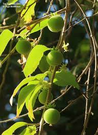 Image result for Dovyalis macrocalyx