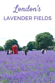 London S Lavender Field Mayfield City Cookie London Vacation London Travel Visit London