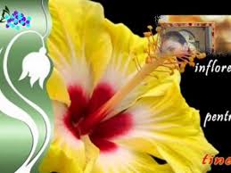 4:47 diana silvia harau 88 828 просмотров. Felicitari Cu 8 Martie Surioara Youtube