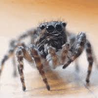 On mobile and touchscreens, press down on the gif for a couple of seconds and the save option will appear. Peacock Spider Gifs Get The Best Gif On Giphy