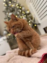 We haven't seen our cat Ted/Teddie in a while now we are getting more and  more concerned! Ted spends a lot of time out of the house however always  comes home, if