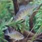 Critter Encounter: Fish