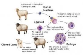The Process Of Animal Cloning 7 Learn Genetics Cloning In Genetics Category Maze Book Clone Animals